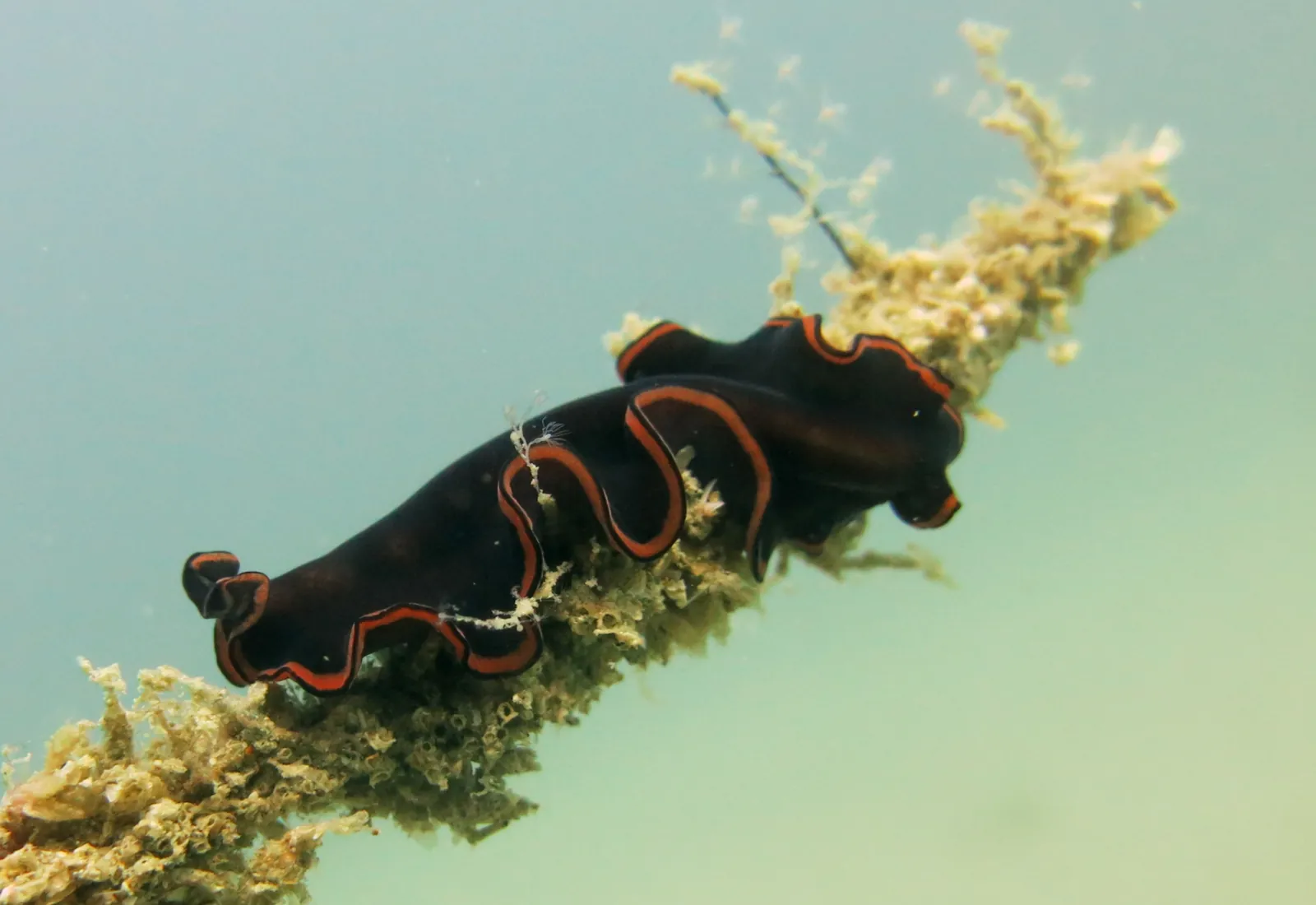 Marine flatworm, new species